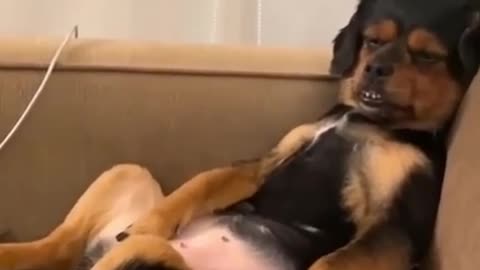 FUNNY PET VIDEO