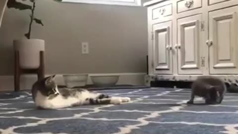 Cats Having Fun #shorts #viral #shortsvideo #video