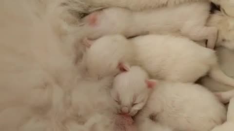 A lazy cat is feeding her babies cat amazing video