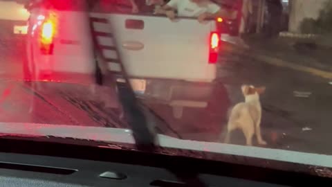 Puppy Jumps into Truck Bed to go Trick or Treating