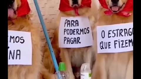 Siga @Animalgram_Memes para mais