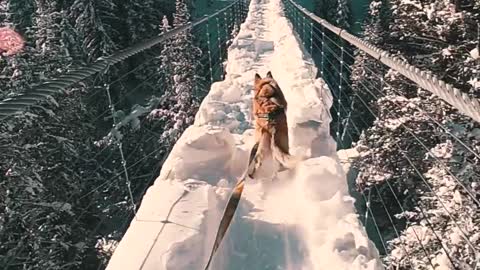 Skiing in Suspense