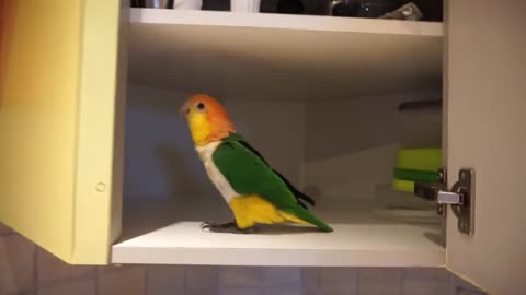 Kayo being a happy Caique