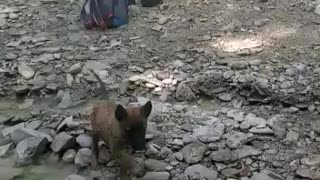 Cute 7 week old fearless puppy first time in the creek.