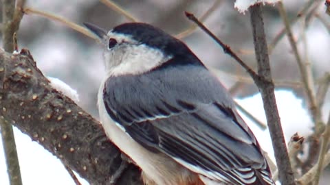 Tufted Titmouse and Nuthatch