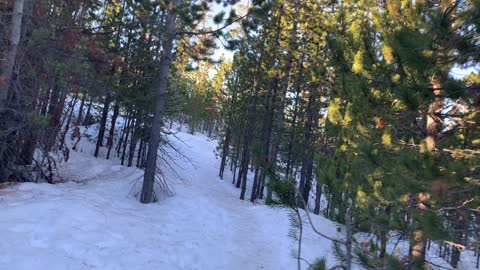 Pine Tree Enthusiast – Upper Three Creek Lake Sno-Park – Central Oregon