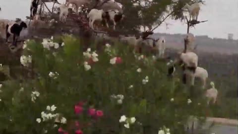 Goats grow on Argan tree in Morocco