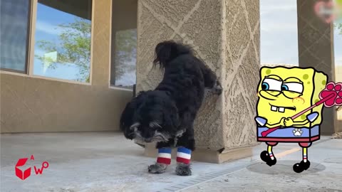 Funny Animals Videos 2023 😂 - Funniest Dogs And Cats Videos 😺😍 - Spongebob _ Woa Doodles.mp4