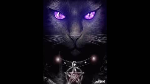 Manifest A Sweet And Loving Cat Subliminal 💫