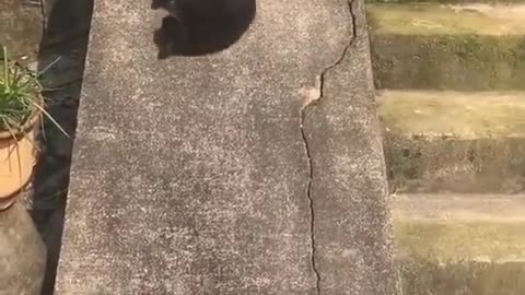 Funniest Cats 🐱 A black cat is playing