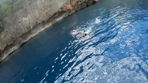 Whale Shark Shows up to Family Swim with Turtles