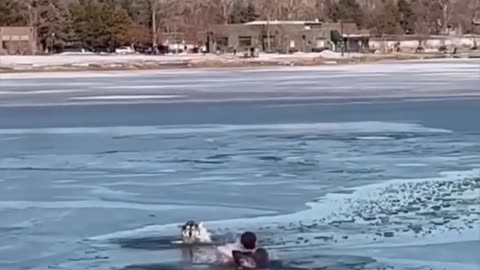 "Heroic Rescue: Man Takes the Plunge to Save His Beloved Dog from a Frozen Lake!"