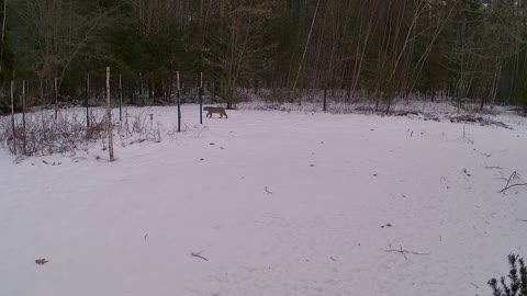 Healthy Bobcat