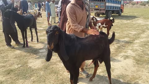 Iqbal Nagar Bakra mandi mandi sahiwal Pakistan