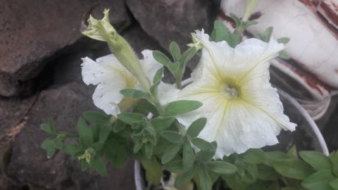 White petunia