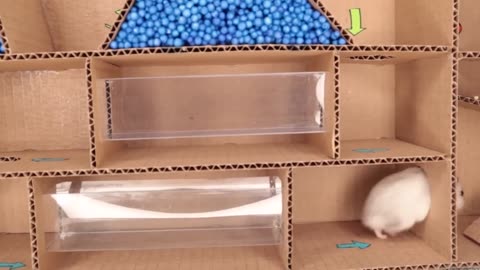 Hamster pet funny trap