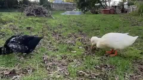 Duck funny