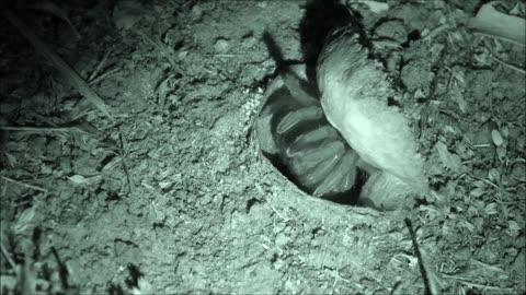 Trapdoor Spider Snatches Spider