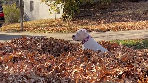 Boxer Bounces Through Leaf Pile