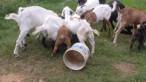 Simple goat farming