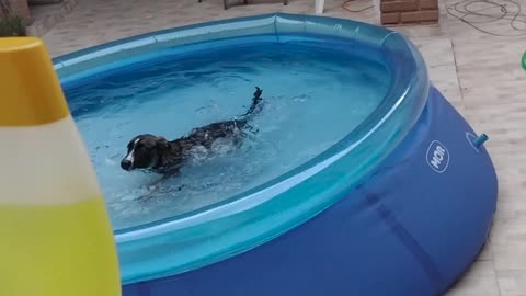 Pup Plays in Swimming Pool