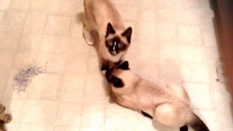 Very Talkative Siamese Kitten