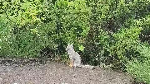 Zorro pequeño