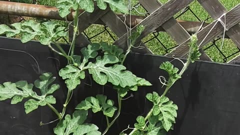 Vertically Growing Sugar Baby Watermelons