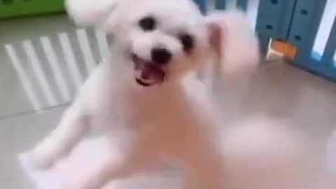 funny dog video