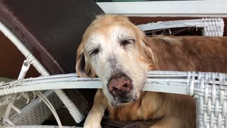 Senior Dog Falls Asleep During Bath Time