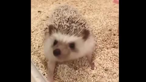 cute little hedgehog