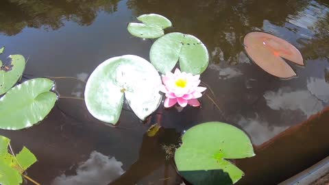 Water Lily