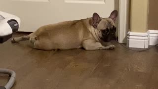 French Bulldog Bilbo Has The Sads