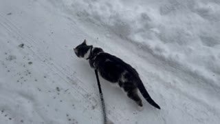 Wonder the cat on a stroll