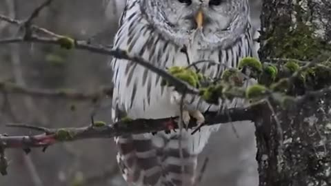 The barred owl and the snow ❄️🦉