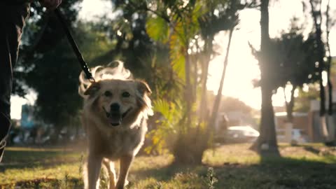 Dog walking with its owner in a park