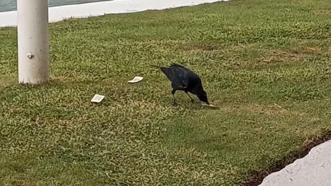 Los Cuervos comiendo los sobre de azúcar