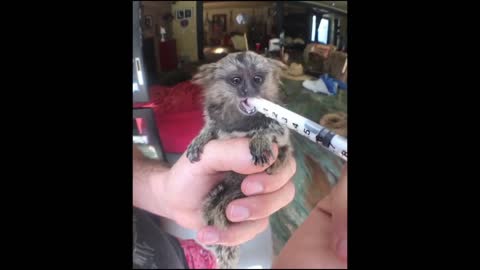 FINGER MONKEY - Cute and Funny Video Of Common Marmoset Monkey Feeding Milk 2021