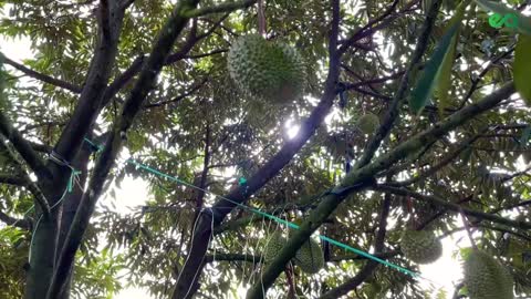 Musang King Durian Plantation In Malaysia [Sri Ledang, Johor] | E&A Plantations