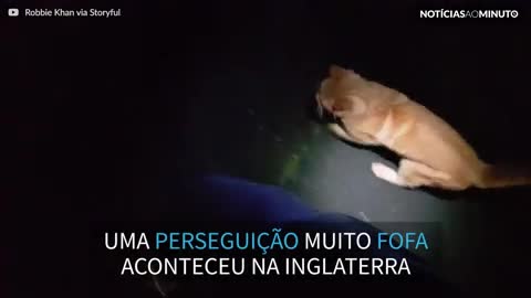 Gato persegue pessoa na rua na Inglaterra