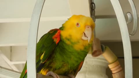 Parrot singing Happy Birthday Day with amazing song.