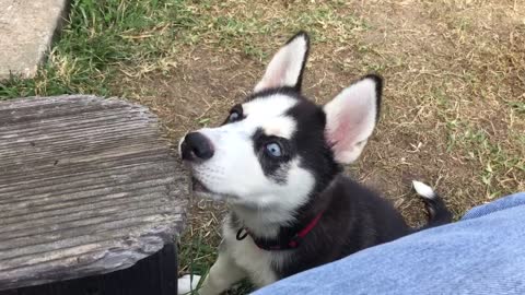 Husky pup snacking on Adirondack chair