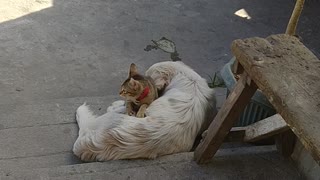 Cat Cares For Sick Friend