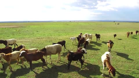 animal, nature and wildlife concept - flock of sheep gazing in savanna at africa