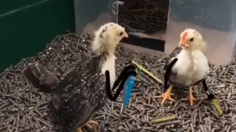 chick fighting