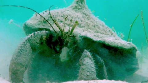 Gigantic hermit crab cleans the beach in Belize