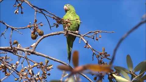 Parrot inshtien with family