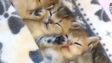 Cute cats try to sleep.they are really very cute.😍😍😍