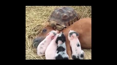 turtle and pig