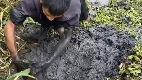 Video clip caught terrible eel